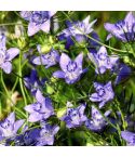 Suttons Seeds - Love-in-a-Mist - Blue Stars - Pack Of 950