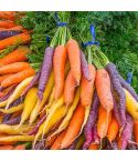 Carrot Seeds - Rainbow Mix

