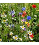 Suttons Colourful Annuals Mix Seeds - Pack Of 1000