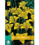 Iris species danfordiae 10st