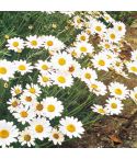 Suttons Ox-Eye Daisy Seeds - Pack Of 240