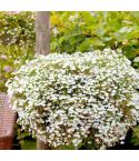 Suttons Seeds - Lobelia Supacoat Seeds - Cascade White