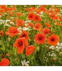 Suttons Seeds - Poppy - Field Poppy (Rhoeas)