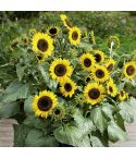 Suttons Seeds - Sunflower - Waooh