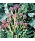 Suttons Seeds - Broccoli - Purple Sprouting