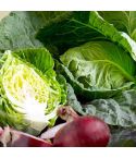 Suttons Seeds - Cabbage Seeds - Wheelers Imperial