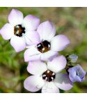 Gilia Seeds - Violet Fields 
