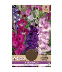 Gladiolus Grandiflora Purple Mix