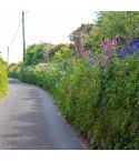 Suttons Country Hedgerow Mix Seeds - Pack Of 1000