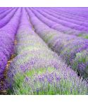 Suttons Hidcote Blue Lavender Seeds - Pack Of 50