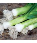 Suttons Leek Seeds - Chefs White - Pack Of 150