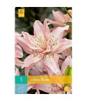 Lilium Elodie Flower Bulb - Pack Of 1