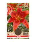 Lilium Asiatic Red 
