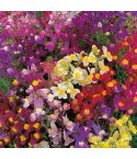 Suttons Seeds - Linaria - Fairy Bouquet