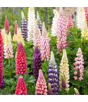 Suttons Seeds - Lupin - Russell Mix - Pack Of 65