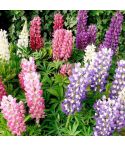 Lupin Seeds - Gallery Mix 