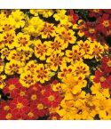 Suttons Fantasia Mix Marigold French Seeds