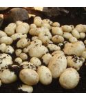 Maris Piper Second Early Potatoes 2kg