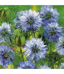 Suttons Seeds - Love-in-a-Mist - Miss Jekyll