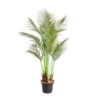 Phoenix Palm Potted Plant