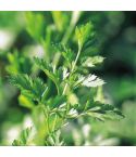 Suttons Plain Leaved 2 Parsley Seeds - Pack Of 1000