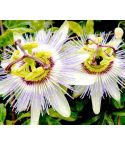 Passion Flower Seeds - Caerulea