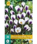 Prins Claus Flower Bulb - Pack of 20