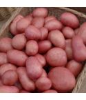 Roosters Maincrop Seed Potatoes 2kg