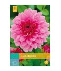 Dahlia Rosella Flower Bulb - Pack Of 1