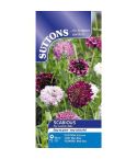 Scabious Seeds - Pincushion Mix