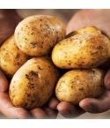 Sharpes Express Seed Potatoes 2kg