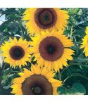 Sunflower Seeds - F1 Full Sun 