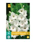 Gladiolus White Propserity 12/14
