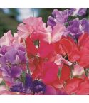 Sweet Pea Seeds - Super Smelly Pea 