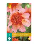 Dahlia Totally Tangerine Flower Bulb - Pack Of 1