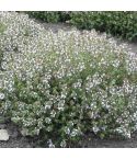 Suttons Herb Orange-Scented Thyme Seeds - Pack Of 100