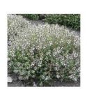 Suttons Seeds - Thyme - Orange Scented
