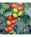 Suttons Tomato Seeds - F1 Crimson Crush - Pack Of 10