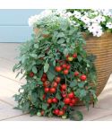 Suttons Tumbling Tom Red Tomato Seeds