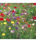 Suttons Wildflower Seeds - Collection 5 Individual Packets	