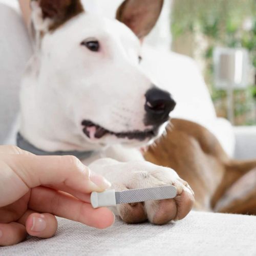 Buy a InnovaGoods Clipet Pet Nail Clippers with LED Online in Ireland at Lenehans.ie Hardware for Generations