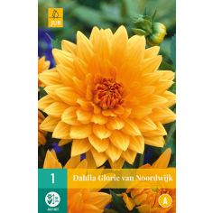 Dahlie Glorie van Noordwijk Flower Bulb - Pack Of 1