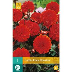 Dahlia Ellen Houston Flower Bulb - Pack Of 1					