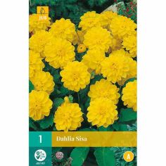 Dahlia Sisa Flower Bulb - Pack Of 1