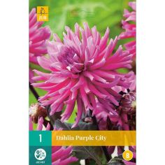 Dahlia Purple City Flower Bulb - Pack Of 1