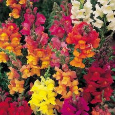 Suttons Seeds - Antirrhinum - Illumination Mix