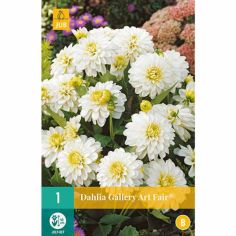 Dahlia Gallery Art Fair Flower Bulb - Pack Of 1