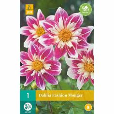 Dahlia Fashion Monger Flower Bulb - Pack Of 1