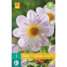 Dahlia Teesbrooke Audrey Flower Bulb - Pack Of 1