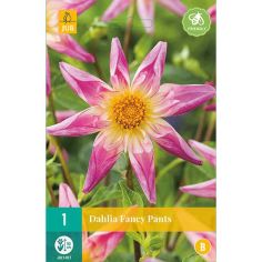 Dahlia Fancy Pants Flower Bulb - Pack Of 1